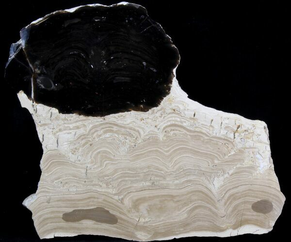 Polished Stromatolite (Collumnacollenia) - Russia #41850
